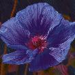 Mohnblüte-03