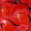 Rosenblätter.jpg