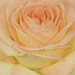 Rosenblüte-001