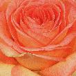 Rosenblüte-002